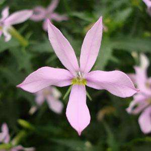 ISOTOMA SEEDS TRISTAR PINK - 10 ISOTOMA SEEDS
