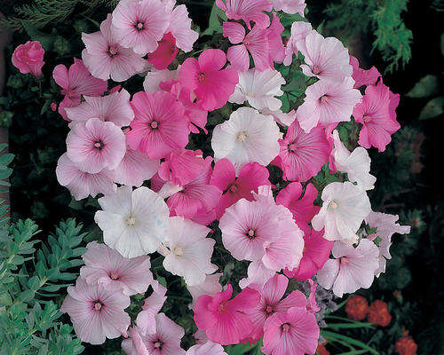 LAVATERA SEEDS BEAUTY MIX - 100 LAVATERA SEEDS