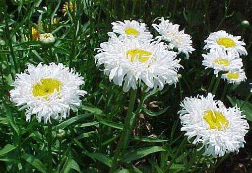 SHASTA DAISY SEEDS CRAZY DAISY - 40 SHASTA DAISY SEEDS