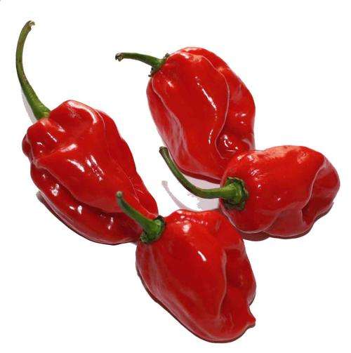 CHILLIES RED HABANERO CHILLI - 10 CHILLI SEEDS