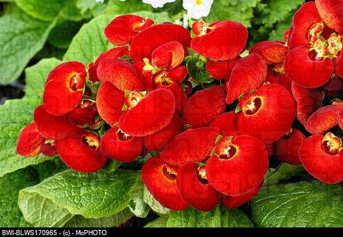 CALCEOLARIA SEEDS CINDERELLA RED - 10 CALCEOLARIA SEEDS