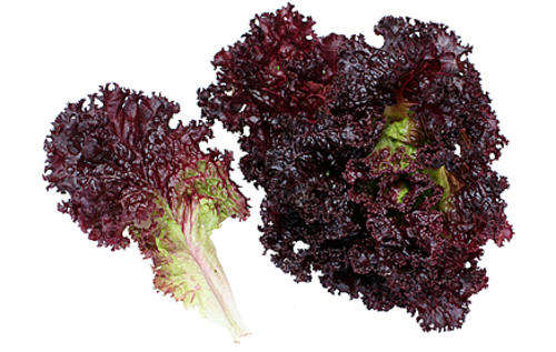 Lettuce Seeds Lolla Rossa - 100 Lettuce Seeds