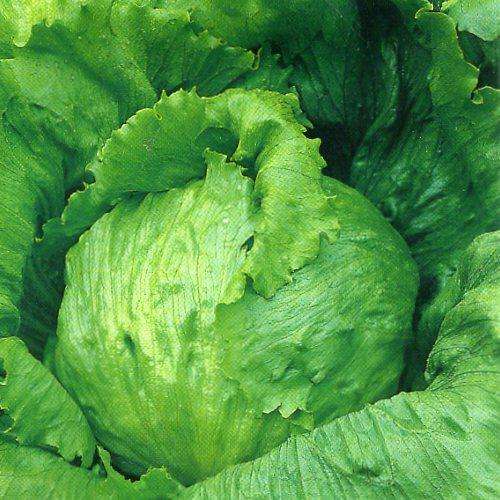 LETTUCE SEEDS SALADIN - 200 LETTUCE SEEDS