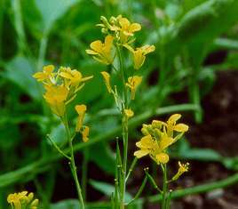 MUSTARD SEEDS BLACK MUSTARD - 200 MUSTARD SEEDS