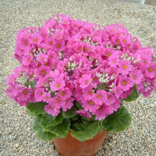 PRIMULA MALACOIDES PINK - 50 PRIMULA SEEDS