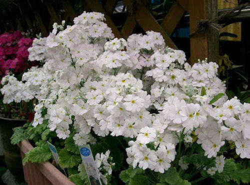 Primula Malacoides Mixed - 100 Primula Seeds