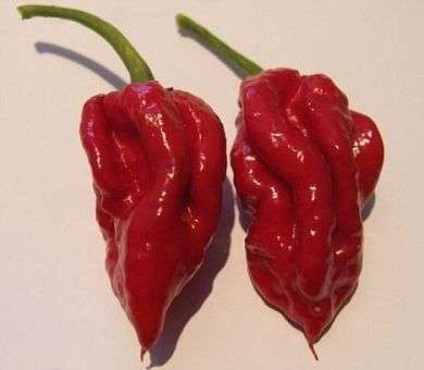 CHILLI SEEDS GHOST CHILLI HOT! -  5 CHILLI SEEDS