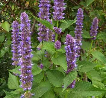KOREAN MINT SEEDS AGASTACHE RUGOSA - 50 KOREAN MINT SEEDS