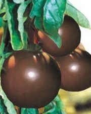 TOMATO SEEDS BLACK PRINCE HEIRLOOM - 10 TOMATO SEEDS