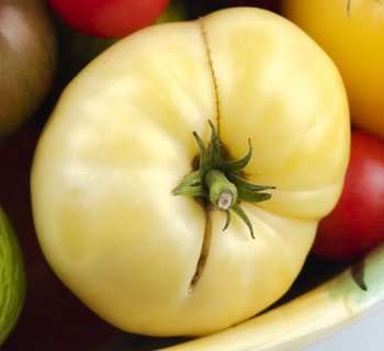 TOMATO SEEDS GREAT WHITE HEIRLOOM - 10 TOMATO SEEDS