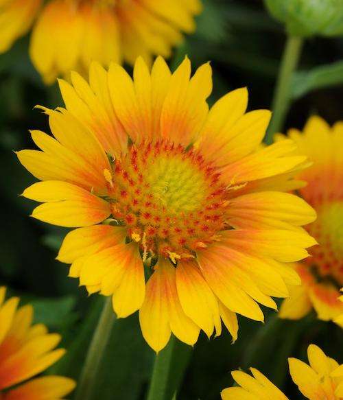GAILLARDIA SEEDS BLANKET FLOWER YELLOW - 20 GAILLARDIA SEEDS