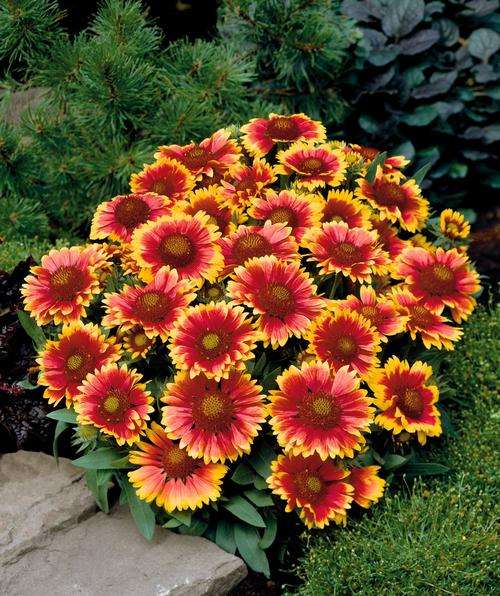 GAILLARDIA SEEDS BLANKET FLOWER ARIZONA SUN - 20 GAILLARDIA SEEDS