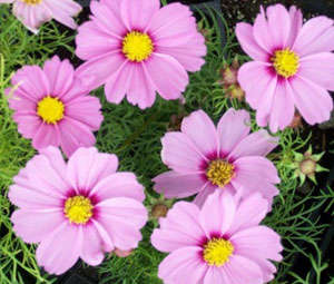 COSMOS SEEDS DWARF PINK - 40 COSMOS SEEDS