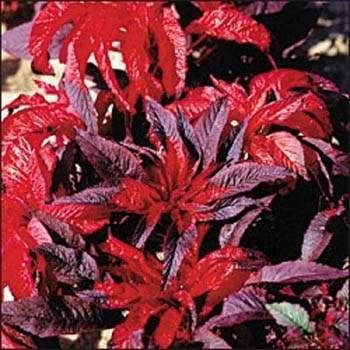 AMARANTHUS SEEDS TRICOLOUR MOLTEN FIRE - 25 AMARANTHUS SEEDS