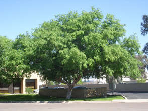 CHINESE ELM TREE SEEDS LACEBARK ELM - 10 CHINESE ELM SEEDS