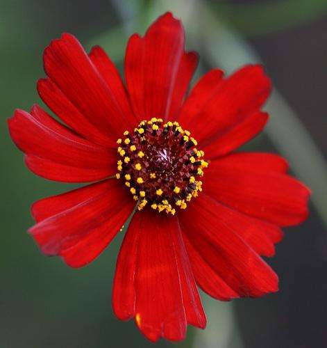 COREOPSIS SEEDS RED DWARF - 25 COREOPSIS SEEDS