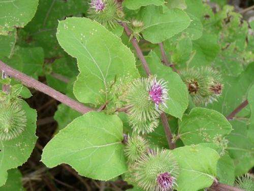 BURDOCK SEEDS ARCTIUM LAPPA - 10 BURDOCK SEEDS