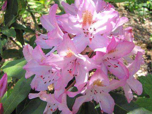 RHODODENDRON SEEDS MAXIMUM WHITE PINK - 10 RHODODENDRON SEEDS