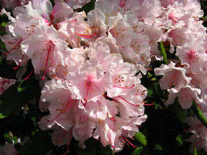 AZALEA SEEDS PINK ROYAL BONSAI - 10 AZALEA SEEDS