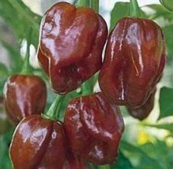 CHILLIES CHOCOLATE HABANERO CHILLI - 10 CHILLI SEEDS