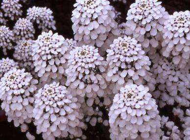 CANDYTUFT SEEDS HYACINTH EMPRESS - 200 CANDYTUFT SEEDS