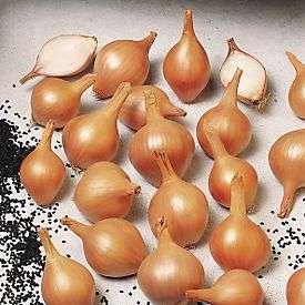 SHALLOT SEEDS FERRARI - 10 SHALLOT SEEDS