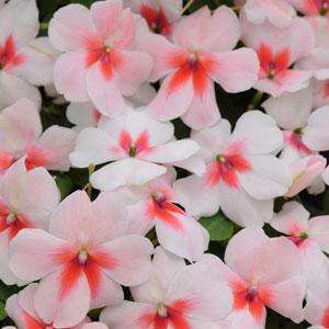 IMPATIENS SEEDS SUPER ELFIN CHERRY SPLASH - 10 IMPATIENS SEEDS
