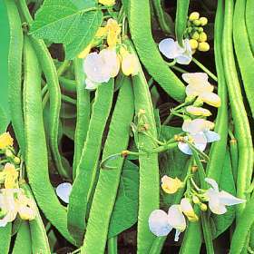 RUNNER BEAN SEEDS WHITE EMERGO - 10 RUNNER BEAN SEEDS