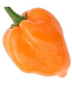 CHILLIES ORANGE HABANERO CHILLI - 20 CHILLI SEEDS
