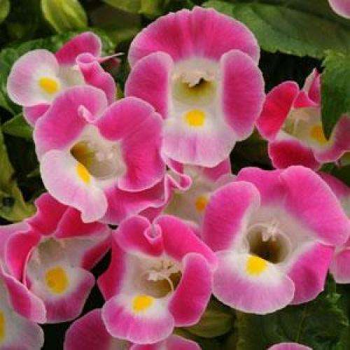 TORENIA SEEDS KAUAI ROSE - 10 TORENIA SEEDS