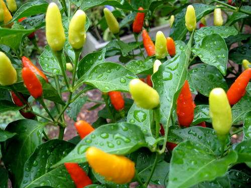 CHILLIES TOBASCO ORGANIC - 20 ORGANIC CHILLI SEEDS