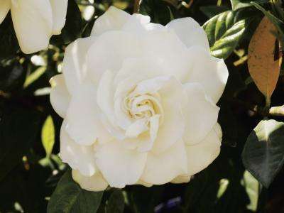 CAPE JASMINE SEEDS - 10 CAPE JASMIN SEEDS