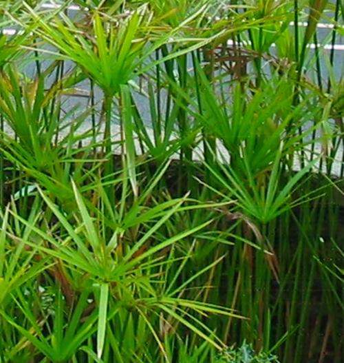 UMBRELLA PLANT SEEDS CYPERUS ALTERNIFOLIUS - 10 SEEDS