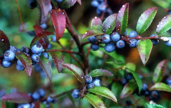 HUCKLEBERRY SEEDS - 10 HUCKLEBERRY SEEDS