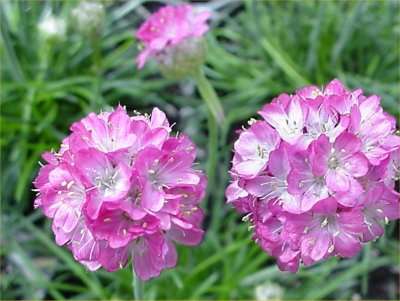 ARMERIA SEEDS MINISTICKS ROSE - 10 ARMERIA SEEDS