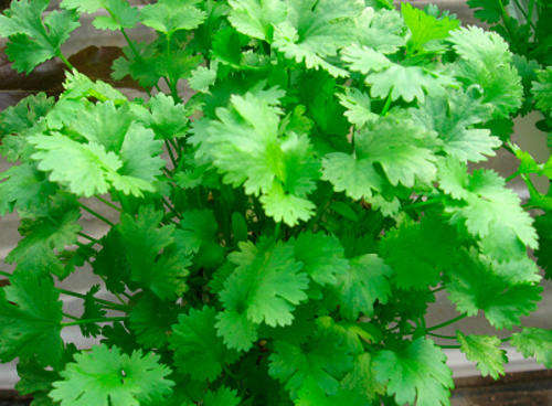 Coriander Slowbolt Herb Seeds - 100 Herb Seeds