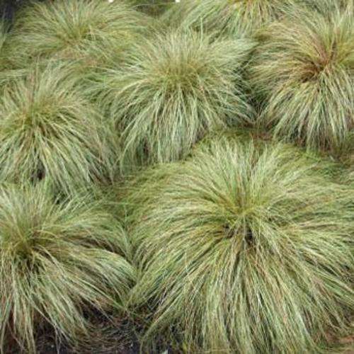 GRASS SEED CAREX FROSTED CURLS - 10 GRASS SEEDS