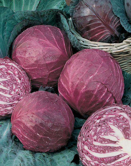 CABBAGE SEEDS BABY RED PRIMERO - 10 CABBAGE SEEDS
