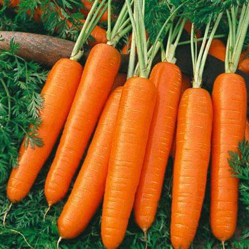 Carrot Seeds Nantes - 700 Carrot Seeds