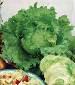 LETTUCE SEEDS BLONDE DE PARIS - 200 LETTUCE SEEDS