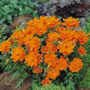 Cosmos Seeds Cosmic Orange - 10 Cosmos Seeds