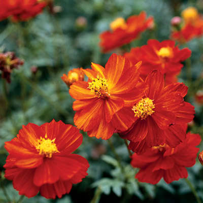 COSMOS SEEDS COSMIC RED - 20 COSMOS SEEDS