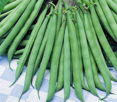 BUSH BEAN SEEDS CONTENDER - 30 BEAN SEEDS