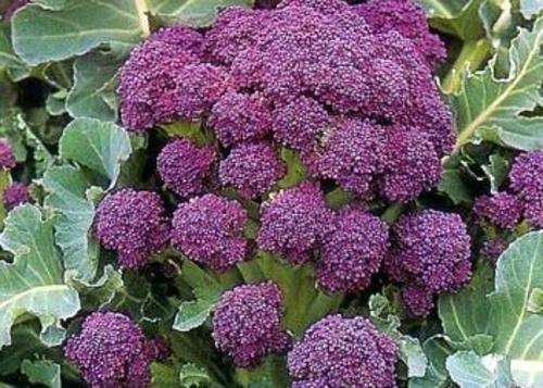 BROCCOLI SEEDS PURPLE SPROUTING - 20 BROCCOLI SEEDS