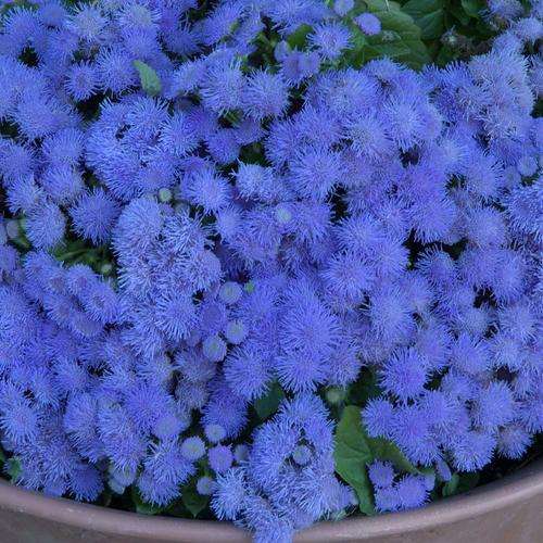 AGERATUM SEEDS BLUE DANUBE- 20 AGERATUM SEEDS