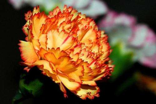 CARNATION SEEDS CHABAUD ORANGE - 10 CARNATION SEEDS
