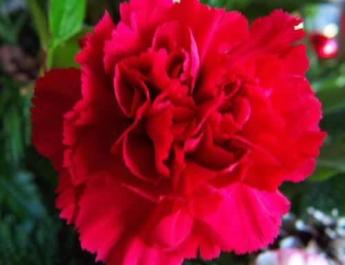 CARNATION SEEDS CHABAUD SCARLET RED - 10 CARNATION SEEDS
