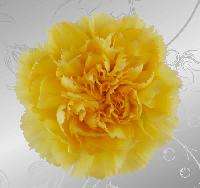 CARNATION SEEDS CHABAUD YELLOW - 10 CARNATION SEEDS