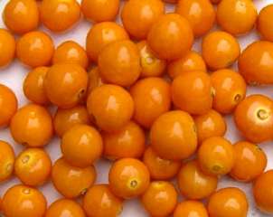 Cape Gooseberry Seed - 20 Cape Gooseberry Seeds