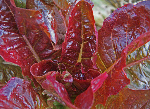 LETTUCE SEEDS RED ROMAINE - 100 LETTUCE SEEDS
